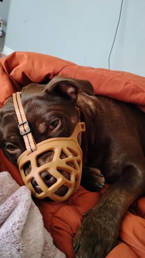 Mayerzon Dog Muzzle, Breathable Basket Muzzles for Small, Medium, Large and X-Large Aggressive Dogs Beagle German Shepherd Doberman, Cage Mouth Guard Stop Biting Chewing for Grooming Training-Mewly Pet