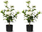 Artificial Camellia Tree 2 Pack, Artificial Plants Outdoor Faux Floral Plant in Cement Pot Fake Silk Camellia Tree Plants for Home House Living Room Office Decor