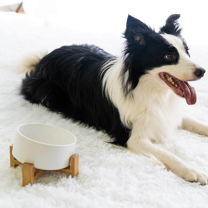 SPUNKYJUNKY 15° Slanted Ceramic Dog and Cat Bowl with Wooden Stand, Tilted Bulldog Food and Water Bowl No Slip Non-Spill for Cats Medium Dogs Big Face Pets 28.7 OZ (3.6 Cups, White)-Mewly Pet
