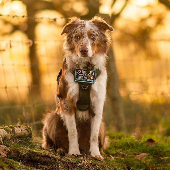rabbitgoo Dog Harness Small Sized No Pull, Tactical Service Pet Vest with Molle and Control Handle, Adjustable and Reflective Military Harness for Easy Walking and Training, Grey, S-Mewly Pet
