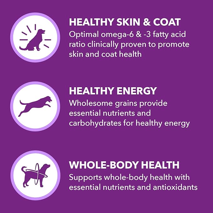 IAMS Advanced Health Skin & Coat Adult Dry Dog Food Chicken and Salmon Recipe, 6 lb. Bag-Mewly Pet