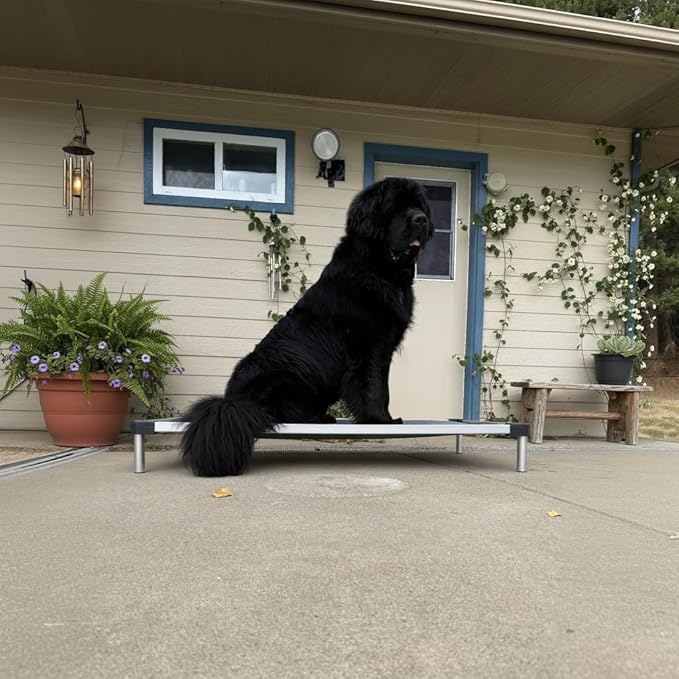 FXW TitanNest Chew-Proof Elevated Dog Bed, Raised Cot for Indoor/Outdoor/Camping Use, Durable & Washable Padded Pet Bed for Large Dogs, 50.0" L x 31.0" W x 7.3" H, Gray-Mewly Pet