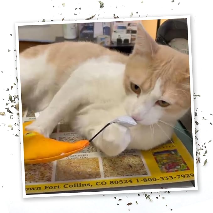 Meowijuana Sleepy Time Bundle | Get Hung Refillable Moon and Stars Toy and Mice Dreams Catnip Blend | Promotes Play and Cat Health | Includes North American Organic Catnip-Mewly Pet