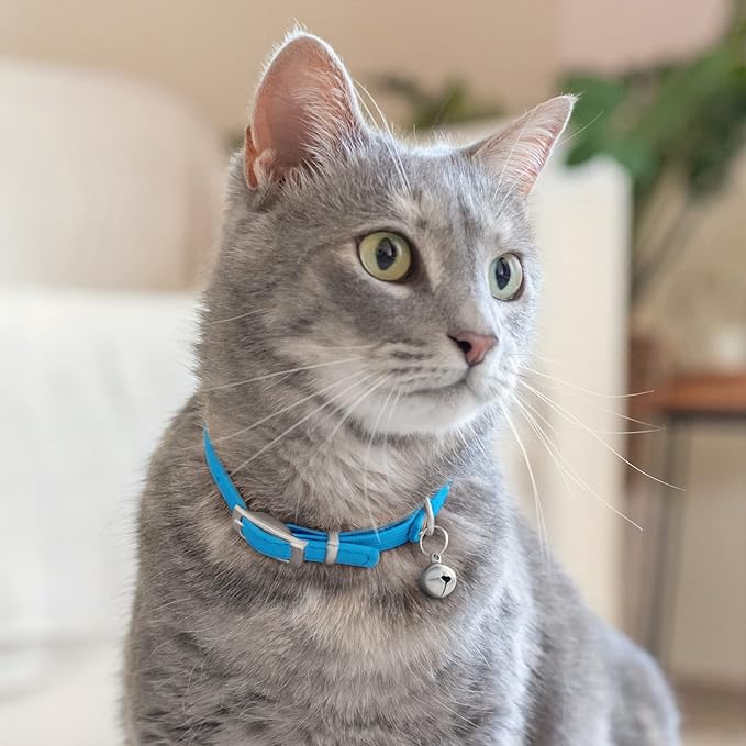 CollarDirect Leather Cat Collar with Bell - Kitten Collar, Small and Big Cat for Boy Cats, Girl Cats with Safety Elastic Strap (Neck Fit 6"-7", Light Blue)-Mewly Pet