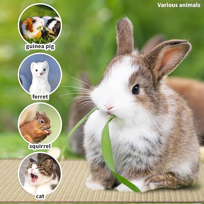 2Pcs Rabbit Scratch Mat,16 x 12 Inch Sisal Rabbit Scratching Pad,Rabbits Scratching Mats for Cages,Claws and Teeth Care Rabbits Chew Toys,Small Pet Bedding for Biting Sleeping Nesting-Mewly Pet