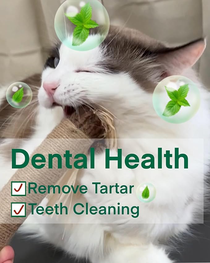 14.96 Inches Huge Silvervine Sticks Cat Toys, Large Natural Catnip Kittens Chew Toy for Teeth Cleaning,Big Catmint Blend Stick, Dental Kitty Chews for Indoor(2 Pack)-Mewly Pet