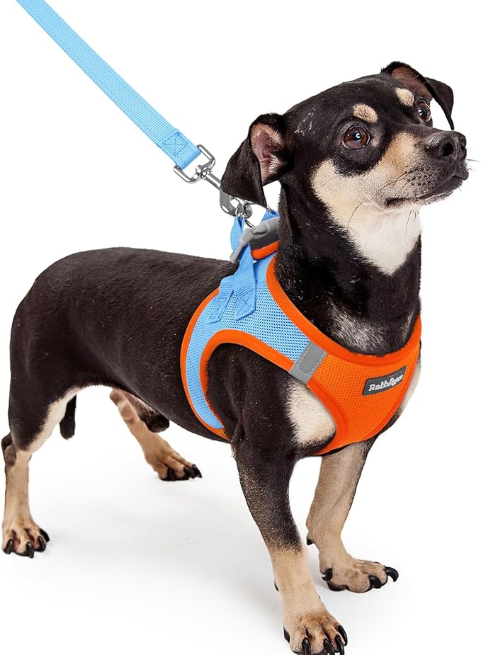 rabbitgoo Dog Harness Small Sized and Leash Set, Step in Soft Light Puppy Vest, Breathable Mesh Pet Harness, Reflective for Safe Easy Walking, Blue & Orange XXXS-Mewly Pet