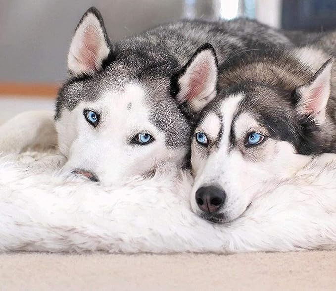 PupRug Orthopedic Dog Bed for Large Dogs with Fluffy Soft Faux Fur and Memory Foam for Joint Pain Relief, Machine Washable and Waterproof Couch Bed, White, Extra Large-Mewly Pet