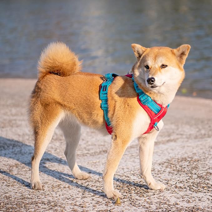 PHOEPET No Pull Dog Harness, Unique Colors Reflective Adjustable Dog Vest, with Soft Training Handle Metal Clips for Small Medium Large Dogs (Red Base & Teal Straps,L)-Mewly Pet