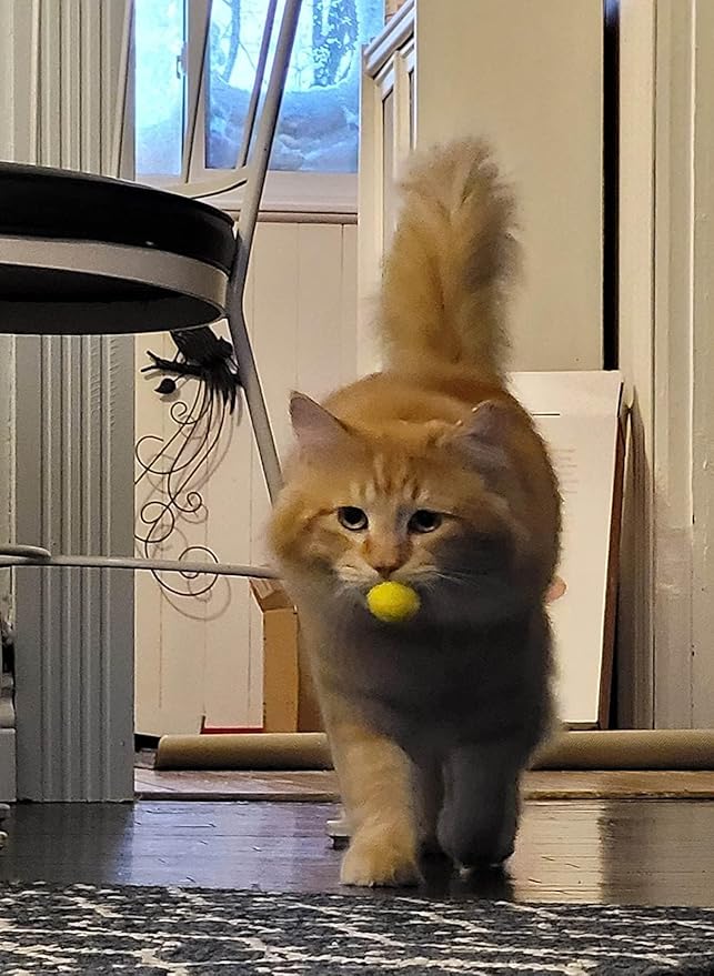 Loty Store 50PCS Cat Toys Balls 3CM,Soft Colorful Pompoms Ball Cat Chew Toy Kitten Pet Toy, Scratching Balls Toy Interactive Pet Supplies for Cats Kittens Dog-Mewly Pet