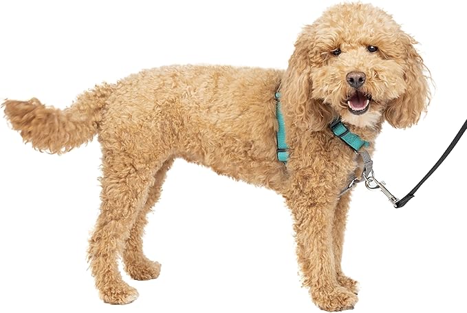 PetSafe 3 in 1 Dog Harness - No Pull Solution for Dogs - Reflective Dog Harness - Front D-Ring Clip Helps Stop Pulling - Comfortable Padded Straps - Top Handle Enhances Control - Teal - Small-Mewly Pet
