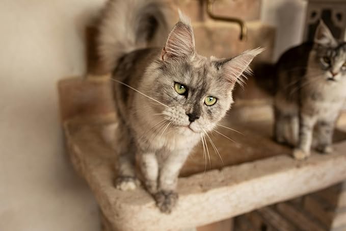 (6-Pack) Disposable Cat Litter Boxes - Low Entry, Shallow for Senior Cats - Easy for Mobility-Challenged Cats, Small Travel Cat Litter Box-Mewly Pet