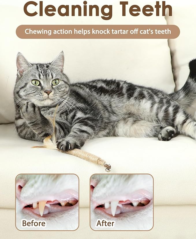 Tocirelo Kitten Chew Toys Teething - 6Pack Natural Silvervine Sticks for Cats, Matatabi Cat Feather Toy Chew Sticks, Cat Teeth Cleaning Treats for Indoor Bored Kitten-Mewly Pet