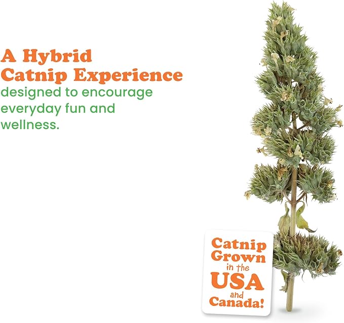 Meowijuana | Dried Catnip Buds Jar | Premium Organic Catnip | Grown in North America | Perfect for Cat Toys | Fresh Catnip for Extended Playtime | Elevate Your Cat's Enjoyment-Mewly Pet