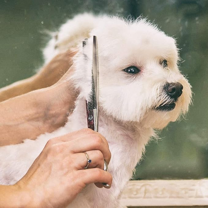 Gimars Professional 4CR Stainless Steel 6 in 1 Grooming Scissors for Dogs with Safety Round Tip, Heavy Duty Titanium Coated Pet Grooming Scissor for Dogs, Cats and Other Animals-Mewly Pet