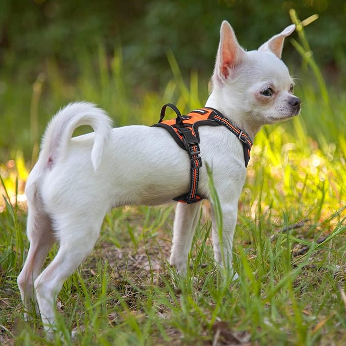rabbitgoo Dog Harness No Pull with 2 Leash Clips, Adjustable Soft Padded, Reflective Oxford No Choke Pet Vest with Easy Control Handle for Puppy, Orange,XS-Mewly Pet