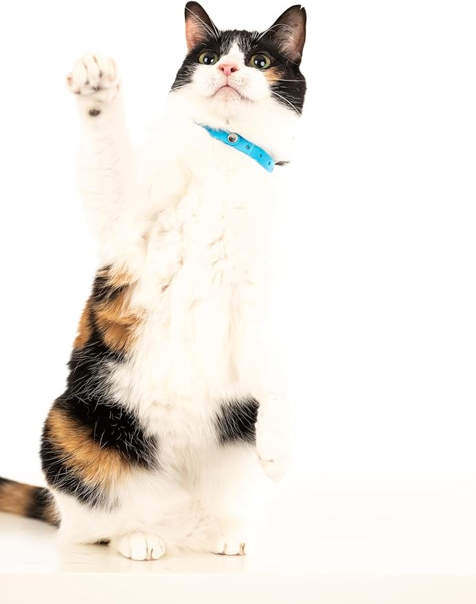 Silicone Cat Collars 2 Pack - Soft, Comfortable, and Lightweight Safety Breakaway Collar with Name Tag Ring for Outdoor Cats and Sensitive Skin Kittens by Nuvuq (6 ⅞" to 10 ¼", Blue)-Mewly Pet