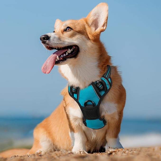 rabbitgoo Dog Harness No Pull with 2 Leash Clips, Adjustable Soft Padded, Reflective Oxford No Choke Pet Vest with Easy Control Handle for Medium Sized Dogs, Teal, M-Mewly Pet