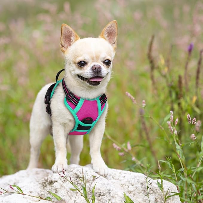 rabbitgoo Dog Harness No Pull with 2 Leash Clips, Adjustable Soft Padded, Reflective Oxford No Choke Pet Vest with Easy Control Handle for Large Dogs, Hot Pink & Turquoise, XS-Mewly Pet
