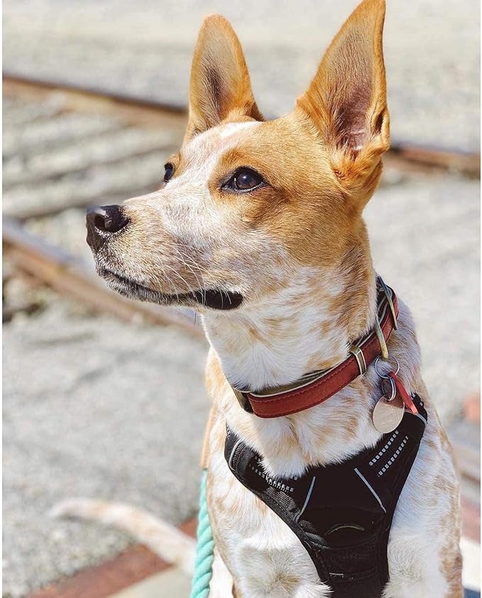 rabbitgoo Dog Harness No Pull with 2 Leash Clips, Adjustable Soft Padded, Reflective Oxford No Choke Pet Vest with Easy Control Handle for Medium Sized Dogs, Black, M-Mewly Pet