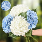 Real Touch Hydrangea Artificial Flowers, 2 Blue & 2 White Real Touch Flowers, 21" Faux Hydrangea Flowers, Fake Hydrangea Flowers for Outdoor Wedding Office Home Decor Table Centerpieces