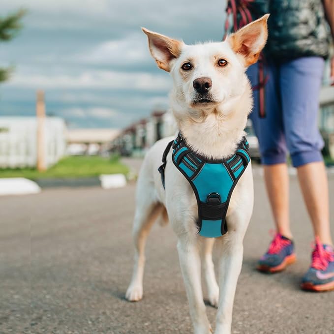 rabbitgoo Dog Harness No Pull with 2 Leash Clips, Adjustable Soft Padded, Reflective Oxford No Choke Pet Vest with Easy Control Handle for Large Dogs, Teal, L-Mewly Pet