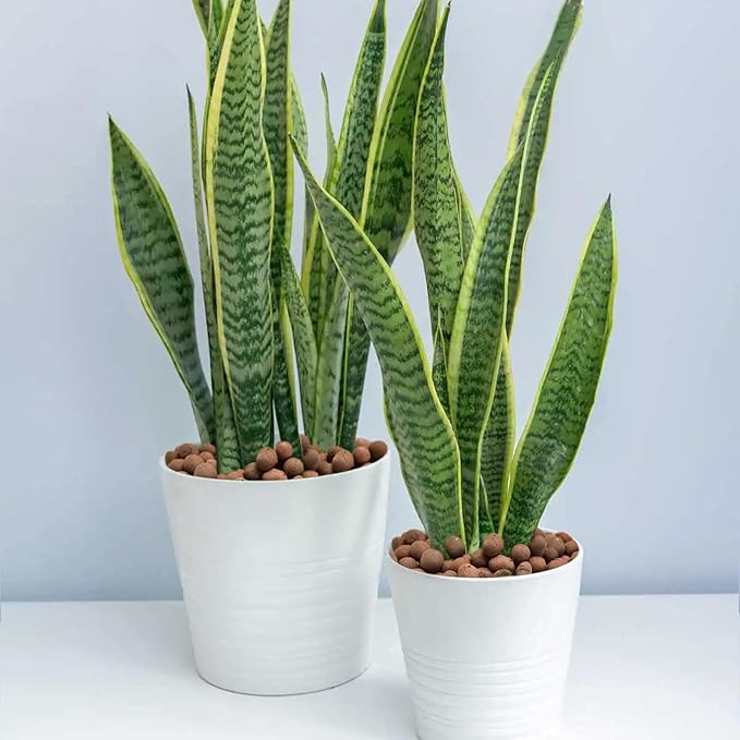 Halatool 2 LB Natural Expanded Clay Pebbles for Plants 4mm-16mm Clay Balls 100% Organic Hydroton Leca Balls for Indoor Plants Hydroponic Growing Gardening Orchids Drainage Decoration Aquaponics-Mewly Pet