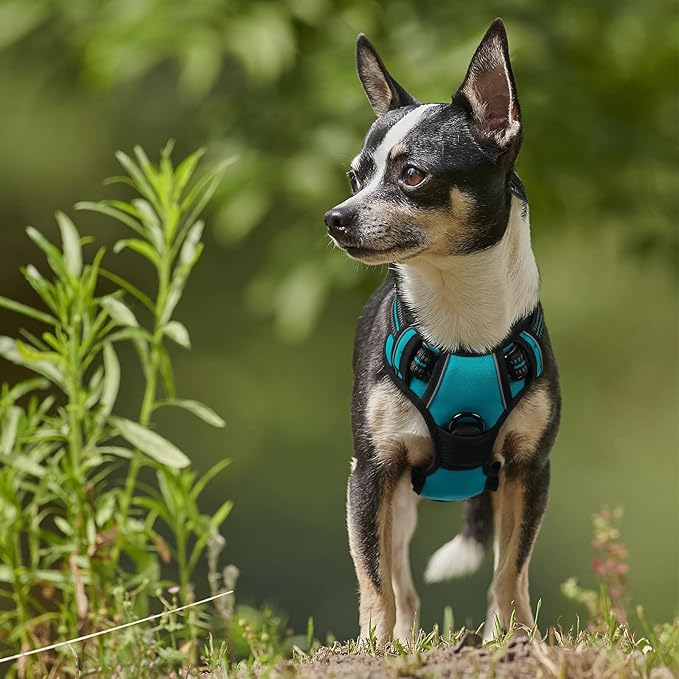 rabbitgoo Dog Harness No Pull with 2 Leash Clips, Adjustable Soft Padded, Reflective Oxford No Choke Pet Vest with Easy Control Handle for Puppy, Teal, XS-Mewly Pet
