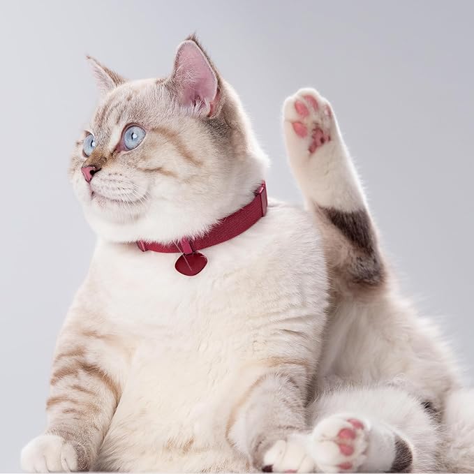 Safety Cat Collar Pro and Tag Set - U.S. IDA Gold Award, Elastic Release Cat Collar Charm Tag, Non Breakaway Cat Collar Adjustable with Charm for Kitten Small Large Cats (Glacier Silver, M)-Mewly Pet