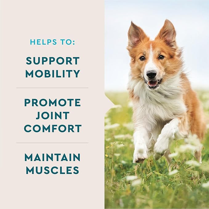 VetIQ Advanced Hip & Joint Chews For Dogs, 60 Count, Chicken Flavored Supplements Made with Glucosamine, Omega 3’s, Chondroitin, MSM & Green Lipped Mussel, Increases Mobility & Maintains Muscles-Mewly Pet