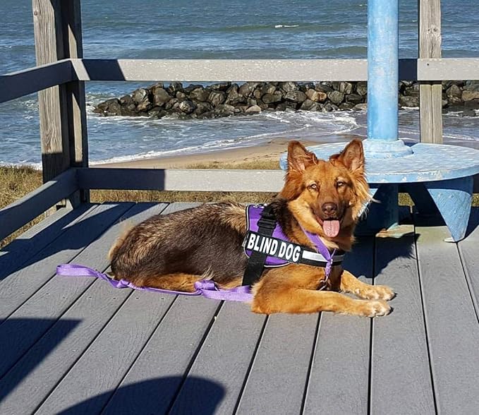 Doggie Stylz Blind Dog Harness No Pull No Escape Dog Vest for Blind Dogs Adjustable Vest with Handle Blind Dog Accessories and Patches for Training and Mobility-Mewly Pet