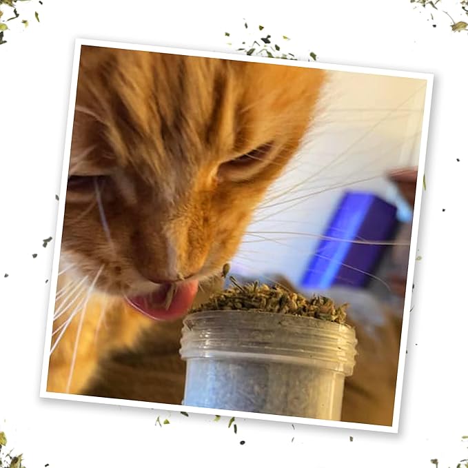 Meowijuana® Kalico Kush - Valerian Root and Catnip Blend - Large Bottle-Mewly Pet