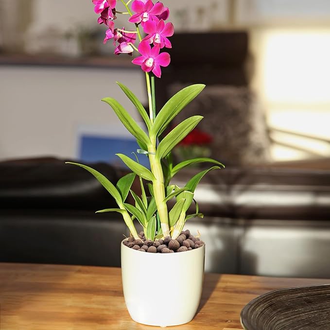 5 lbs Clay Pebbles for Plants, 8-12 mm Leca Clay Balls for Indoor Plants, Orchid Potting Mixes, Hydroponic Growing, Aquaponics, Potted Top Dressing and Drainage-Mewly Pet