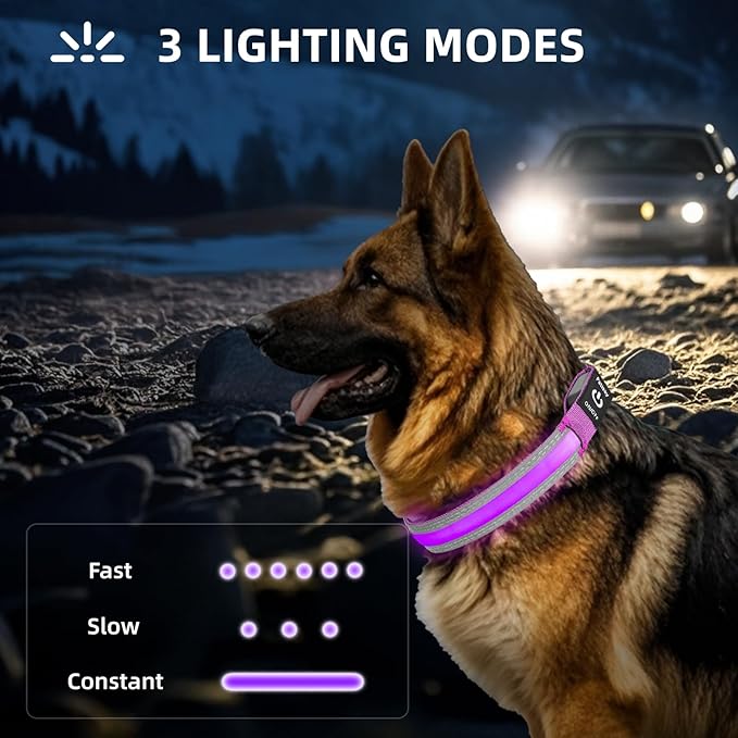 PetIsay LED Dog Collar Metal Buckle - Heavy Duty Light up Collars - Rechargeable IP68 Waterproof - Lighted Dog Collar for Night Walking, Hiking, Camping (Medium, Purple)-Mewly Pet