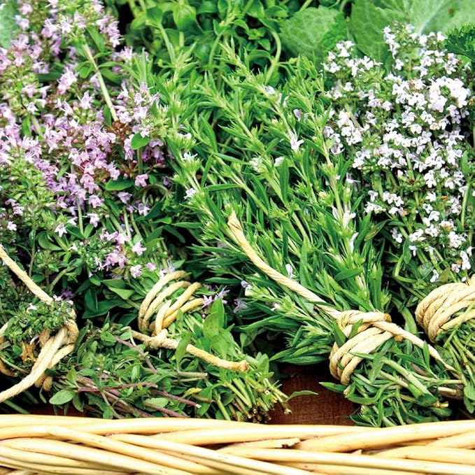 Aromatics International Lemon Thyme Hydrosol 100ml | Citrus-Herbal Aromatic Spray for Home Use-Mewly Pet