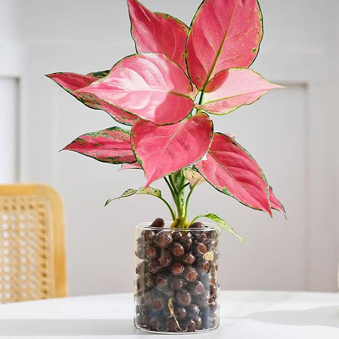 2 lbs Clay Pebbles for Plants, 8-12 mm Leca Clay Balls for Indoor Plants, Orchid Potting Mixes, Hydroponic Growing, Aquaponics, Potted Top Dressing and Drainage-Mewly Pet