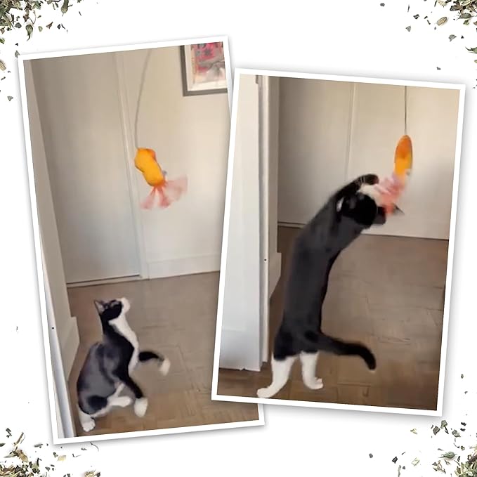 Meowijuana Jump 'n' Jamb Door Hanging Cat Toy | Deep Sea Squid | Refillable Interactive Catnip Toy | Promotes Play and Cat Health | Includes Potent Catnip Grown in North America-Mewly Pet