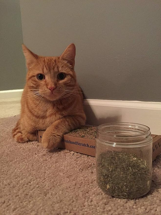 Purple Haze Catnip, Premium Blend Safe for Cats, Infused with Maximum Potency Your Kitty is Sure to Go Crazy for (1 Cup)-Mewly Pet