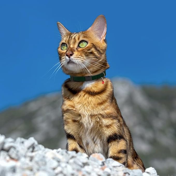 Breakaway Cat Collar Leather with Removable Bell - 13 Colors Available - Soft Adjustable Girl Boy Safety Lightweight Pet Kitten Collars Pink Brown Blue Green Red Orange Black (Cognac)-Mewly Pet