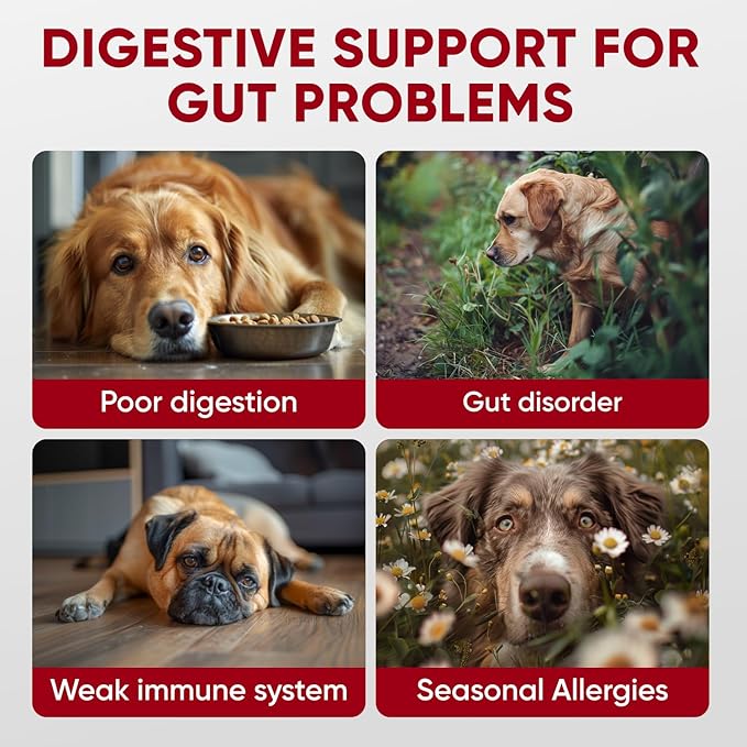 Probiotics for Dogs Digestive Health - Probiotic Chews for Gut Health, Itchy Skin Yeast, Diarrhea - USA Product - Immune Support Supplement - Dog Digestive Support & Allergy Relief Chews with Enzymes-Mewly Pet