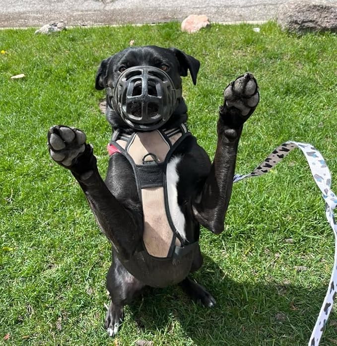 Mayerzon Dog Muzzle, Breathable Basket Muzzles for Small, Medium, Large and X-Large Aggressive Dogs Beagle German Shepherd Doberman, Cage Mouth Guard Stop Biting Chewing for Grooming Training-Mewly Pet