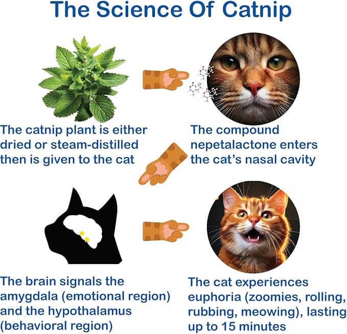 The Cat's MeWow 100% Pure Catnip - All Natural, Non-Addictive Treat for Cats & Kittens-Mewly Pet