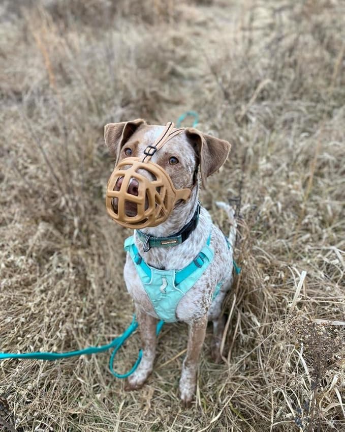 Mayerzon Dog Muzzle, Breathable Basket Muzzles for Small, Medium, Large and X-Large Aggressive Dogs Beagle German Shepherd Doberman, Cage Mouth Guard Stop Biting Chewing for Grooming Training-Mewly Pet