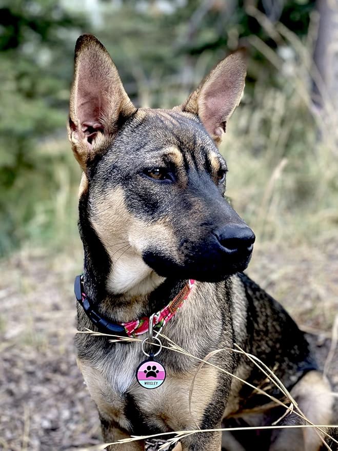 LYP Original Soundless Pet ID Tags | Custom Dog Tags Personalized for Pets | Durable Silicone Deep Engraved Dog Tag | No More Jingling | Pink Paw-Mewly Pet