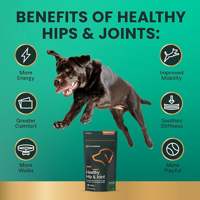 VetriScience GlycoFlex Ultimate Strength Healthy Hip & Joint Glucosamine Supplements for Dogs, with MSM, Chondroitin & Green-Lipped Mussel, Soft Chews, Bacon, 120 Count - New Look-Mewly Pet