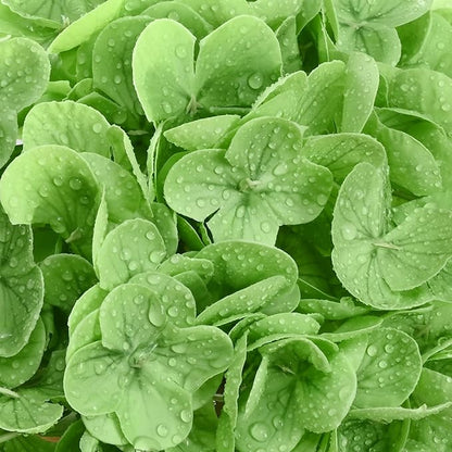 6 Pcs Real Touch Hydrangea Artificial Flowers, 21" Light Green & Dark Green Full Faux Hydrangea Flowers Latex Fake Flowers for Home Decor Party Floral Arrangements Wedding Bouquets Outdoor Decor