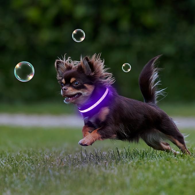 Flashseen LED Cat Collar,Light Up Dog Collar Rechargeable, Dog Lights for Night Walking, Comfortable Soft Mesh Pet Collar Adjustable for Cats Puppy and Small Dogs (Purple, XS)-Mewly Pet