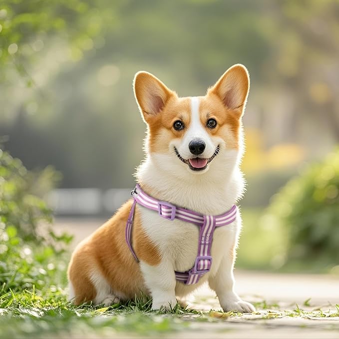 Stripe Step in Dog Harness for Small Dogs, Freedom Nylon Dog Halter Vests, Lightweight and Escape Proof Puppy Harness, Quick Fits for Small Medium and Large Dogs, Purple XS-Mewly Pet