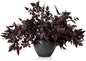 Lyrow 10 Pack Artificial Cimicifuga Plant Leaf Spray Faux Plum Cimicifuga Ramosa Leaf Branch Faux Fall Spray Silk Plants for Home Vase Wedding Garden Farmhouse Table Mantel Decor (18 Inches)