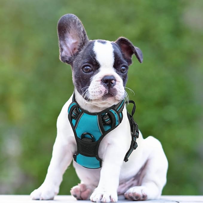 rabbitgoo Dog Harness No Pull with 2 Leash Clips, Adjustable Soft Padded, Reflective Oxford No Choke Pet Vest with Easy Control Handle for Small Dogs, Teal, S-Mewly Pet
